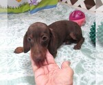 Small #6 Dachshund