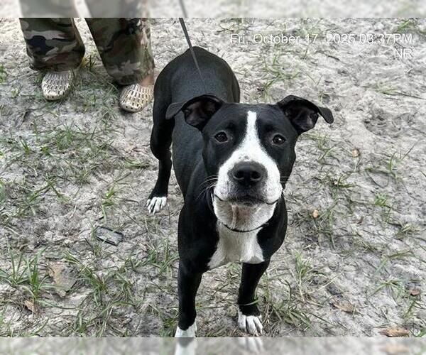 Medium Photo #1 American Pit Bull Terrier-Unknown Mix Puppy For Sale in Ocala, FL, USA