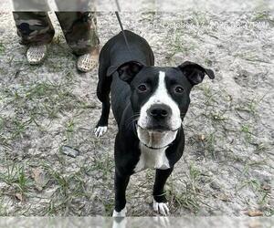 American Pit Bull Terrier-Unknown Mix Dogs for adoption in Ocala, FL, USA