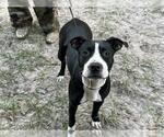 SUGAR MOMMA (SUGGS) - Female American Pit Bull Terrier-Unknown Mix Dog for Adoption - Small photo