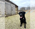 Small Photo #3 Labrador Retriever Puppy For Sale in Warrington, PA, USA