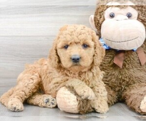 Goldendoodle (Miniature) Puppy for sale in JACKSONVILLE, FL, USA
