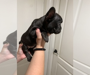 French Bulldog Puppy for sale in LAS VEGAS, NV, USA