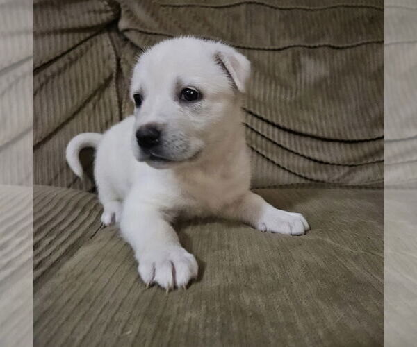 Medium Photo #3 Great Pyrenees-Unknown Mix Puppy For Sale in OKLAHOMA CITY, OK, USA