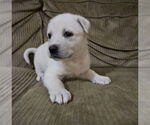 Small #2 Great Pyrenees Mix