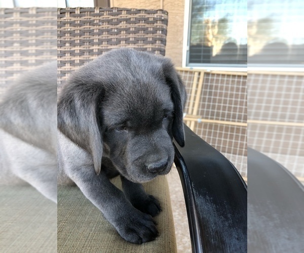 Medium Photo #1 Labrador Retriever Puppy For Sale in PEORIA, AZ, USA