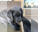 Small Photo #1 Labrador Retriever Puppy For Sale in PEORIA, AZ, USA