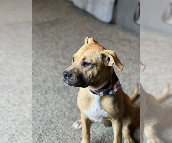 Medium Photo #9 Boxer-Rhodesian Ridgeback Mix Puppy For Sale in Crossville, AL, USA