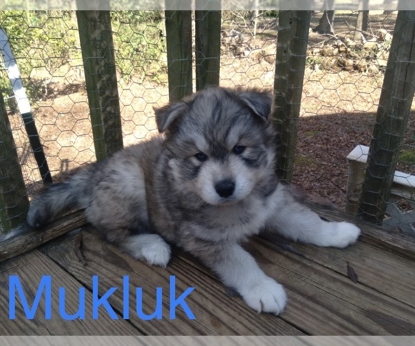 Medium Photo #23 Siberian Husky Puppy For Sale in MONROE, NC, USA