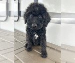 Puppy Grinder Aussiedoodle-Goldendoodle Mix