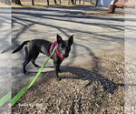 Small #12 American Pit Bull Terrier-Labrador Retriever Mix
