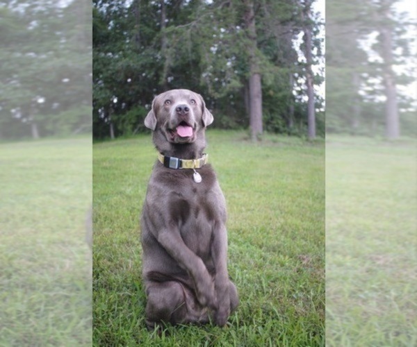 Medium Photo #1 Labrador Retriever Puppy For Sale in EDINBURG, VA, USA
