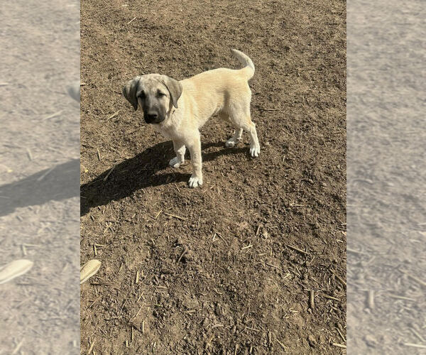 Medium Photo #2 Anatolian Shepherd Puppy For Sale in Linton, IN, USA