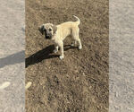 Small #1 Anatolian Shepherd