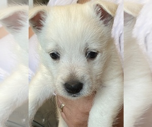 West Highland White Terrier Puppy for sale in WETUMPKA, AL, USA