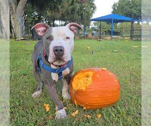 American Staffordshire Terrier Dogs for adoption in Fort Lauderdale, FL, USA