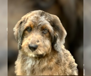 Aussiedoodle Puppy for Sale in LAKELAND, Florida USA