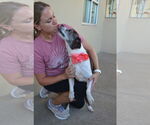 Small #1 Beagle Mix