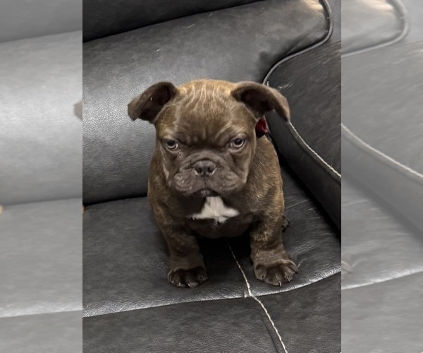 Medium Photo #6 French Bulldog Puppy For Sale in TEMPLE, TX, USA