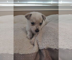 Red Heeler-Unknown Mix Dogs for adoption in The Woodlands, TX, USA