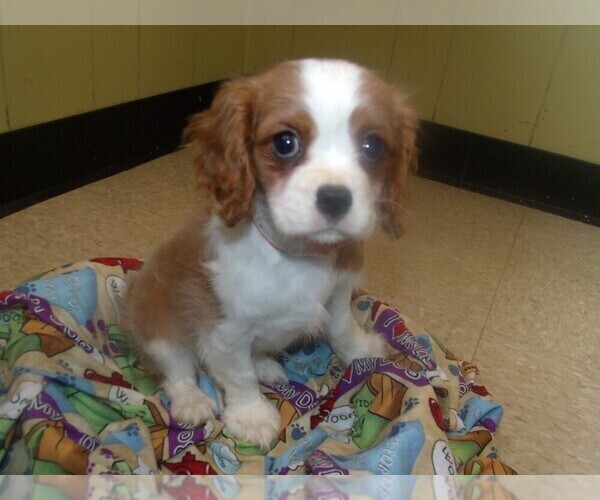 Medium Photo #3 Cavalier King Charles Spaniel Puppy For Sale in PATERSON, NJ, USA