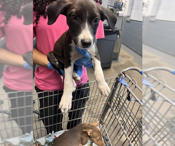 Medium Photo #1 American Pit Bull Terrier-Unknown Mix Puppy For Sale in Tallahassee, FL, USA