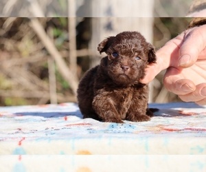 ShihPoo Puppy for sale in DYERSBURG, TN, USA