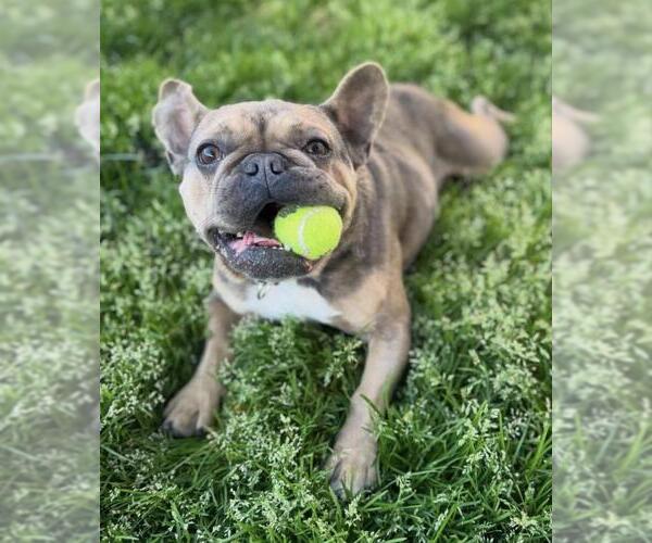 Medium Photo #2 French Bulldog Puppy For Sale in Santa Maria, CA, USA