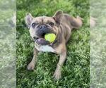 Small #1 French Bulldog