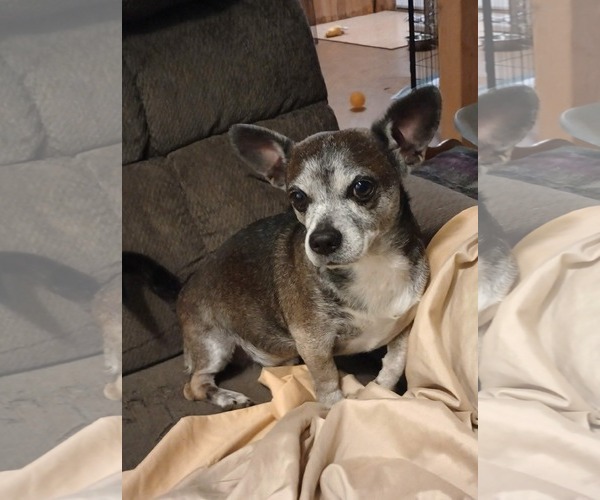 Medium Photo #2 Chihuahua-Unknown Mix Puppy For Sale in Visalia, CA, USA