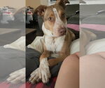 Small Labrador Retriever-Red Heeler Mix