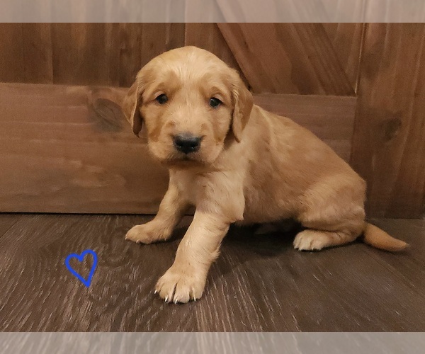 Medium Photo #5 Golden Retriever Puppy For Sale in THOMASTON, ME, USA