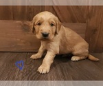 Small #4 Golden Retriever