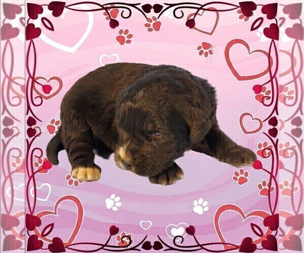 Medium Photo #46 Golden Mountain Dog Puppy For Sale in BLACK FOREST, CO, USA