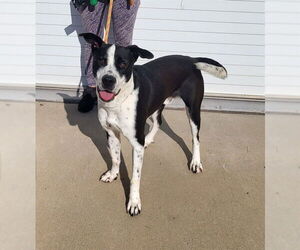 Dalmatian-Labrador Retriever Mix Dogs for adoption in Louisville, KY, USA