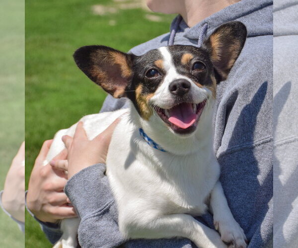 Medium Photo #4 Jack-Rat Terrier Puppy For Sale in Huntley, IL, USA