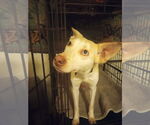 Small #1 Australian Kelpie-Siberian Husky Mix
