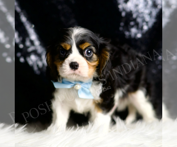 Medium Photo #32 Cavalier King Charles Spaniel Puppy For Sale in WARSAW, IN, USA