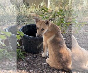 Huskies -Red Heeler Mix Dogs for adoption in Chama, NM, USA