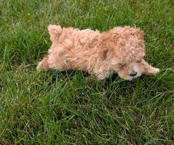 Medium Photo #12 Cock-A-Poo Puppy For Sale in GOSHEN, IN, USA