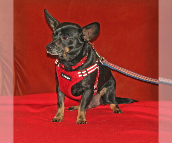 Medium Photo #3 Chihuahua-Unknown Mix Puppy For Sale in Rockaway, NJ, USA