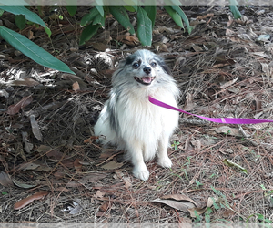 Pomeranian Puppy for sale in PALM BCH GDNS, FL, USA