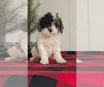 Small #12 Cockapoo (Miniature)