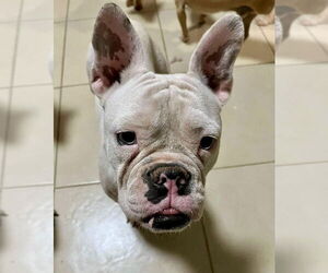 French Bulldog Dogs for adoption in San Diego, CA, USA