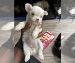 Small Photo #17 Yorkshire Terrier Puppy For Sale in CONVERSE, TX, USA