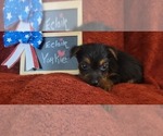 Small #7 Yorkshire Terrier
