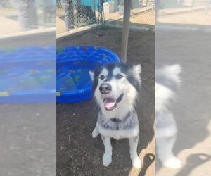 Alaskan Malamute Dogs for adoption in Bakersfield, CA, USA