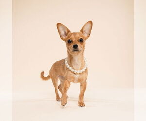 Chiweenie Dogs for adoption in Fruitland, SC, USA