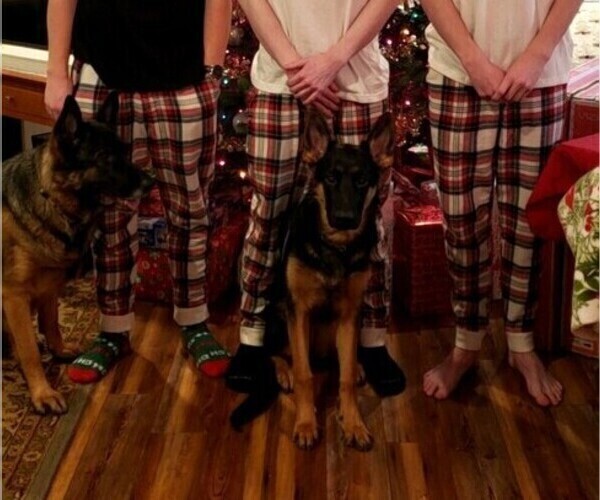 Medium Photo #72 German Shepherd Dog Puppy For Sale in LA FAYETTE, NY, USA