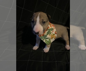 Bull Terrier Puppy for sale in DECOY, KY, USA